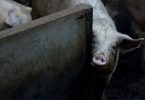 Comment les scientifiques font revivre les cellules dans les organes des porcs morts