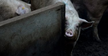 Comment les scientifiques font revivre les cellules dans les organes des porcs morts